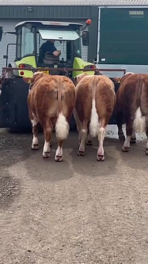 Simmental, Simmenthal o Fleckvieh #simmental | Infoagrìcola