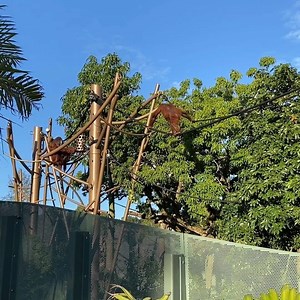 8.1K views · 206 reactions | Go see our beautiful orangutans and siamangs enjoying themselves in their new habitat at Auckland Zoo 李 | Auckland Council | Facebook
