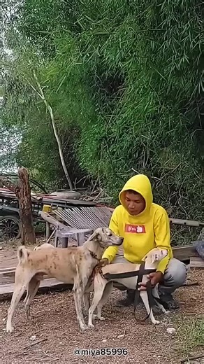 Understanding the Dog Breeding Process for Ethics and Health