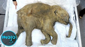 Top 10 Amazing Things Found Frozen in Ice