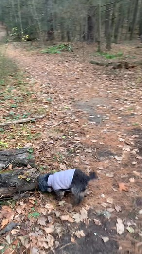 Little Loves ❤️ | The British Pet Nanny