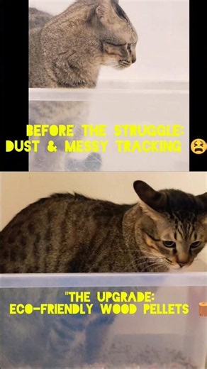 Bye Bye Litter Mess 👋 * 0% Dust Litter Upgrade! 💨 #Shorts #cat #CatHacks