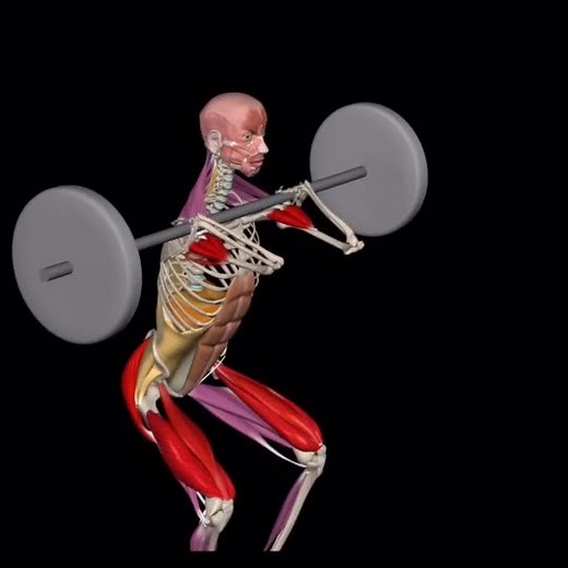 By Muscle and Motion #barbellthruster #exercises #functionaltraining #anatomy