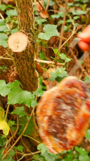 Tender meat glazed with honey, roasted over an open fire. Each slice dipped in savory sauce and seeds, dripping with flavor #OpenFireCooking #RoastedMeat #SavorySauce #Cooking | Cook Loop