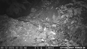 Wood mouse collecting acorns | Steve Midgley Wildlife Photography