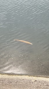 Trout in the California Aqueduct! #fishinglife #Trout #CaliforniaAqueduct | POOR MAN Aqueduct Fishing Tackle Shop