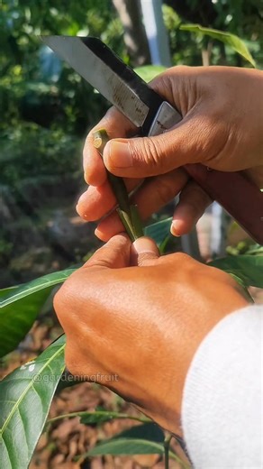 44K views · 610 reactions | Transplanting mango in spring | GardeningFruit | Facebook