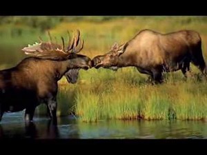 National Geographic's Best Nature Photos Of The Year