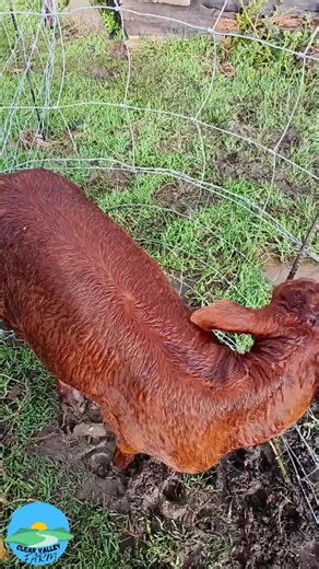 Understanding Animal Recovery in Homesteading Practices