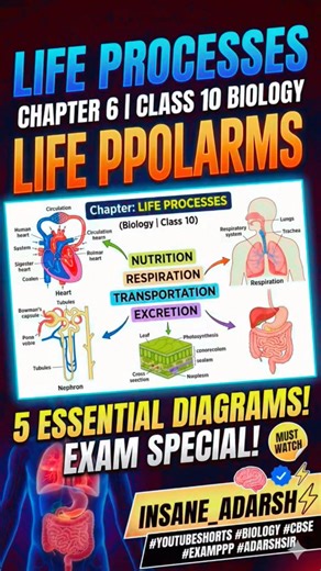 5 Must-Know Diagrams 🧠 Life process 5 IMPORTANT DIAGRAMS 🔥”“Class 10 Life Process”#insaneadarsh