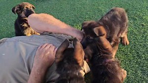 176K views · 8.7K reactions | Part of german shepherd puppy training is teaching to be gentle with teeth. My husband is the chew toy for the day  | Vintar German Shepherd | Facebook