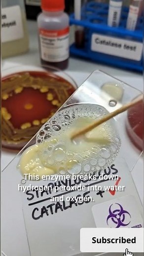 🫧Catalase test - identify Staph vs Strep in seconds! #catalasetest #microbiology #newsession
