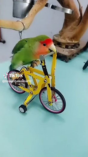 Parrot Riding Bicycle: Funny Animal Videos