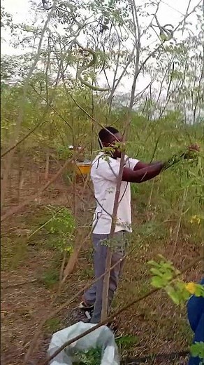 pruning of moringa plants