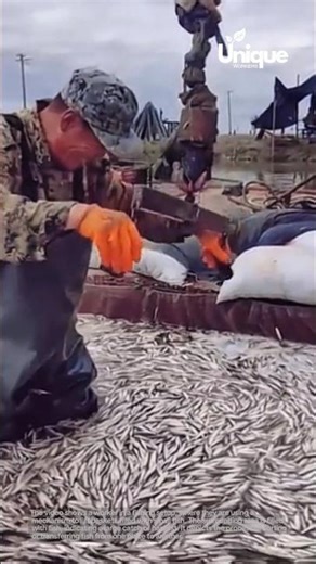 The process of sorting or transferring fish