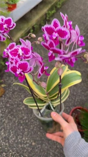 The most unusual orchid I've ever seen: Phalaenopsis Chia E Yenlin
