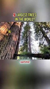 5 Largest Trees In The World
