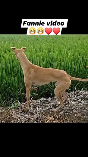 Pivot Das Pivot Das on Reels