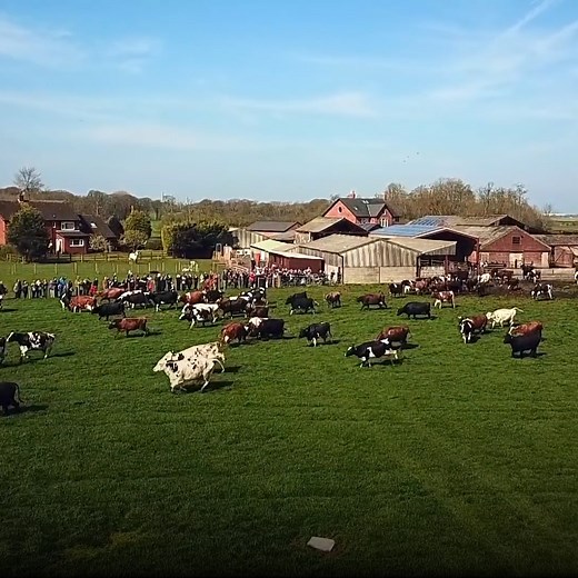 6.1M views · 10K reactions | After being kept inside throughout winter, these cows jumped for joy when they were finally let back out into the fields!  Pemberton's Farm Shop and Dairy | LADbible | Facebook