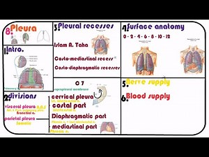 8. The pleura ( divisions, recesses, surface anatomy, bood & nerve supply )