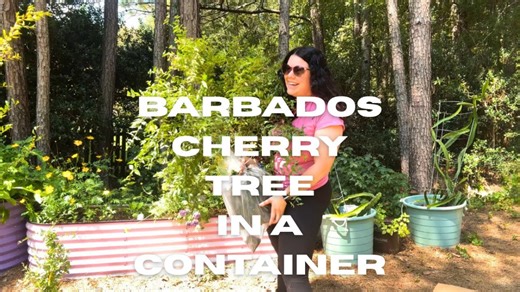 How to grow a Barbados cherry tree in a container