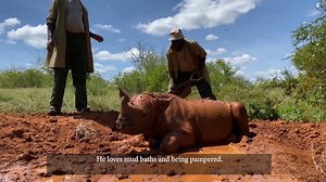 On #WorldAnimalDay, meet some very special members of our orphan herd! Every wild life matters - that's the mantra of our field teams who, for more than 40 years, have worked to protect all of Kenya's wild animals from threats including ivory and rhino horn poaching, habitat loss, and bushmeat poaching. Yet sadly, for the long-term survival of many animals across the world, we are at tipping point; human activities are impacting the wild world like never before and wildlife populations have fall