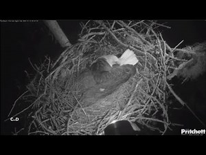 SWFL Eagles~Midnight Preening-6:30 AM Shift Change _12.13.25