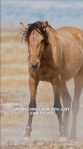 This Wild Horse Herd Has Been Isolated For Decades (Kiger Mustangs) #horse #wildhorse #mustang