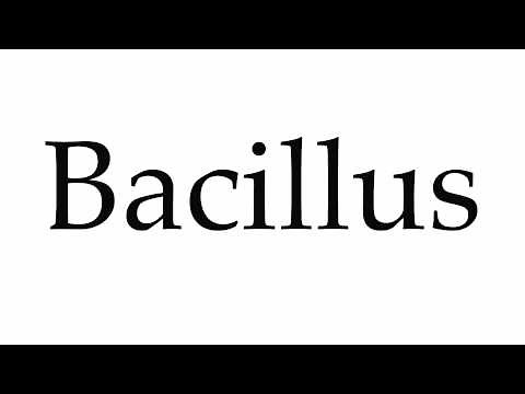 How to Pronounce Bacillus