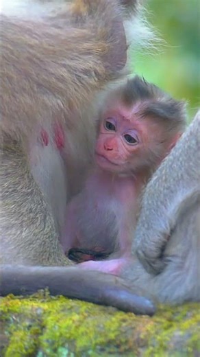 Brianna monkey got a hybrid newborn baby #animallife #monkey