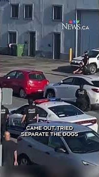 Montreal police shoot two dogs after woman attacked