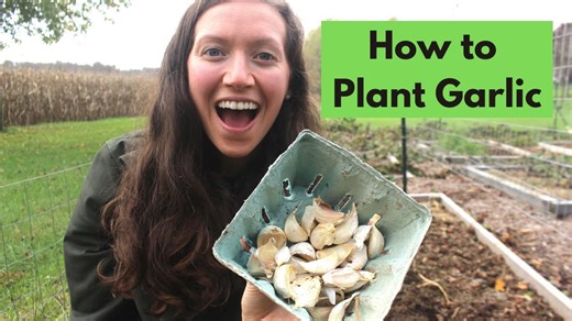Planting garlic cloves in fall for a successful harvest