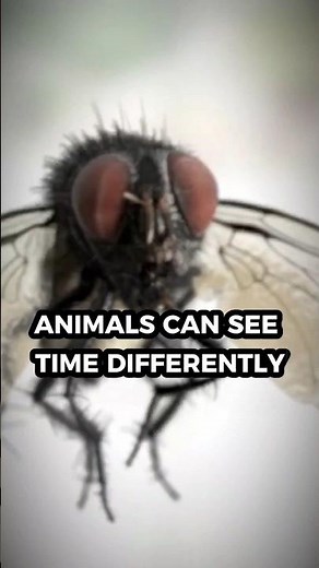 Flies Live in Slow Motion