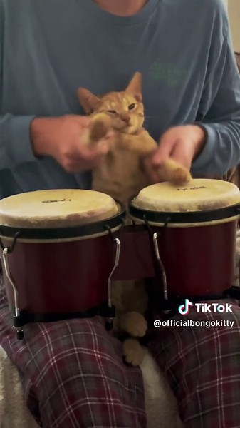 Here he goes again! Sorry it took so long. He only plays when he wants to! #bongokitty #mac #macklemore #kitty #cat #bongos #music #orangecatsoftiktok