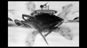 Fastest swimming insect could inspire uncrewed boat designs | Cornell Chronicle