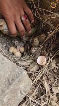 Partridge birds #birds #shortvideo #shorts #ytshorts #youtubeshorts