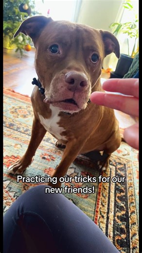 Exciting Dog Tricks Performed by Chubbys