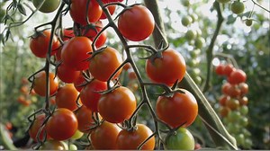 78K views · 754 reactions | Calling all food enthusiasts! We're looking for passionate home cooks who want to showcase their skills in a new TV cooking show. Apply now! Chop to it! | bit.ly/newfoodTV #tellyourmum #tellyourdad #telleveryone | SBS Food | Facebook