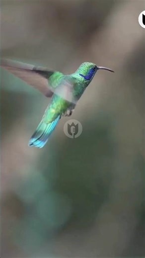 Bird Jo Reverse Fly Karta Hai 🤯 Shocking ||