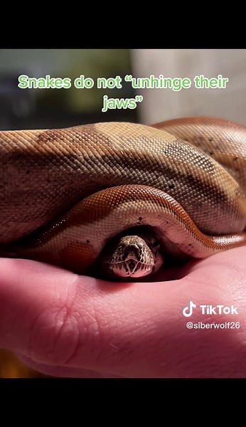 Debunking Common Snake Myths