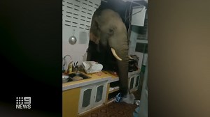 #WATCH: The moment a 'hangry' elephant smashes his head through a family's kitchen to grab a snack. #9News | 9 News Adelaide