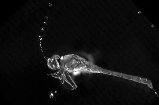 ‘Absolutely insane.’ Dragonfly’s extreme loop-the-loops are unparalleled in nature