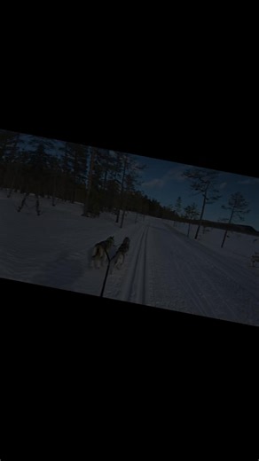 Skiing with Huskies in Sweden: A Winter Adventure