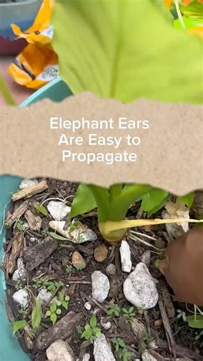 Viral Plant Hack: #Propagate Elephant Ears Like a PRO! Free Plants for Years to Come #gardening #diy