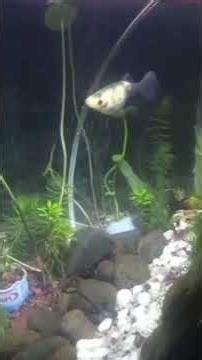 Pemandangan Di dalam Aquarium #ikanhias #aquascape