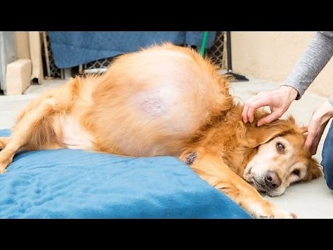 Abandoned Dog With 46-Pound Tumor Gets Life-Saving Surgery