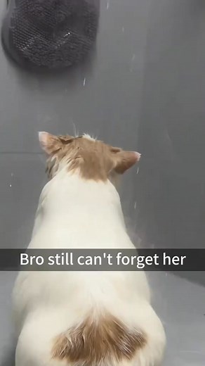 Funny Fat Cats moments (part 3) 🤣😂😂🤣😂 #Amazing #funny #animals #fb #foryoupagereels #foryoupageシ #foryourpage #foryouシ #fy #funnymemes #funnyvideos #funnymoments #funnyreels #funnypost #fun #fatcat #cats #cat #catlover #catoftheday #pet #petlovers #viralreelsfb #viralchallenge #viralshorts #virals #love #trendingvideo #trendingreelsvideo #trends #trendingpost #trendingreels #trendingnow #trend #fypシ゚ #fbreelsviral #fbreelsfypシ゚ #reelsviralシfb | Fun Frolickers