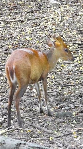 Deer in Mythology: Symbolism Across Cultures