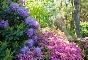 Quand et comment déplacer un rhododendron ? - Gamm vert