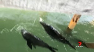 The sun was out today and these seals enjoyed splashing around at Semaphore. Send your weather videos or photos to 7 News Adelaide: http://m.me/7NewsAdelaide Video: Angel Jade Rose #Semaphore #7News | 7NEWS Adelaide